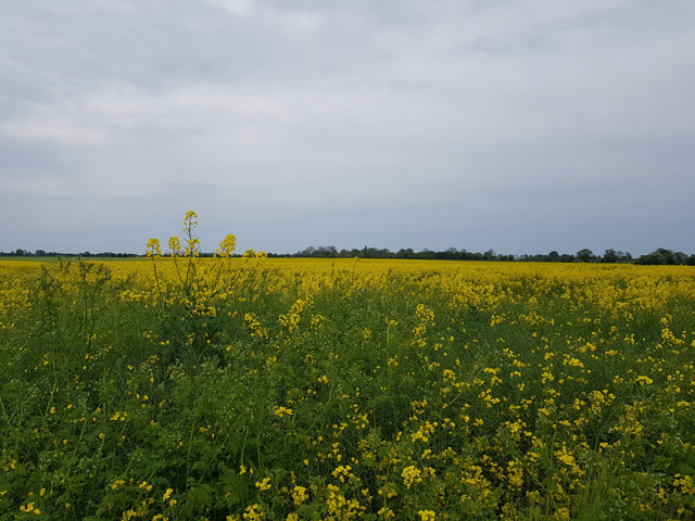 Herrliche Rapsblüte auf Fehmarn